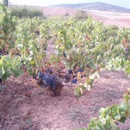Vines, Nekeas Valley