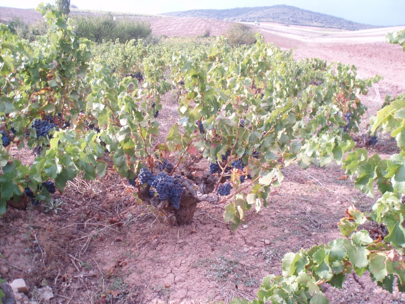 Vines, Nekeas Valley