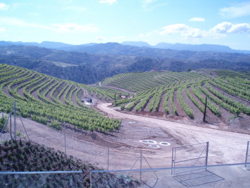 Torres vineyards