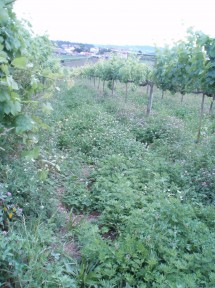 Grassing between rows, Quinta de Santa Maria 