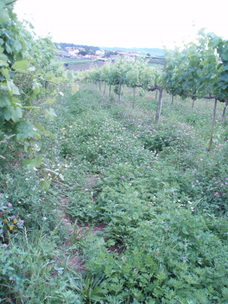 Grassing between rows, Quinta de Santa Maria