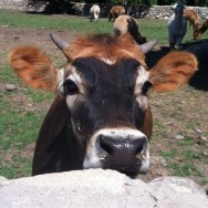 Curious cow