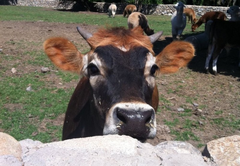 Curious cow