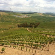Feudo Montoni (Vrucara vineyard to the left)