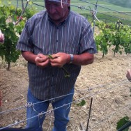 Grafting at Feudo Montoni