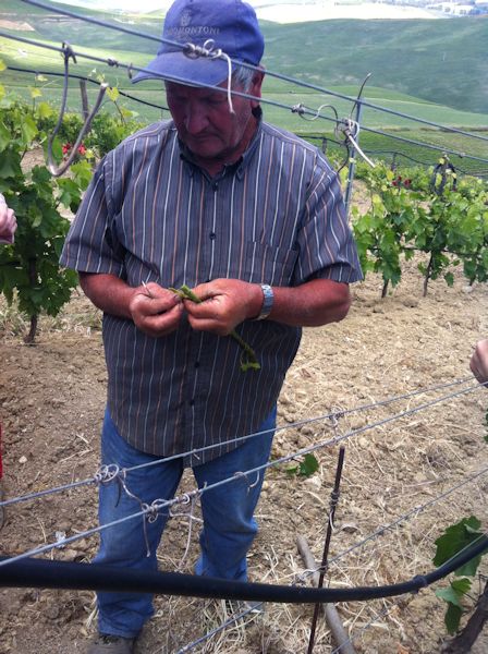 Grafting at Feudo Montoni