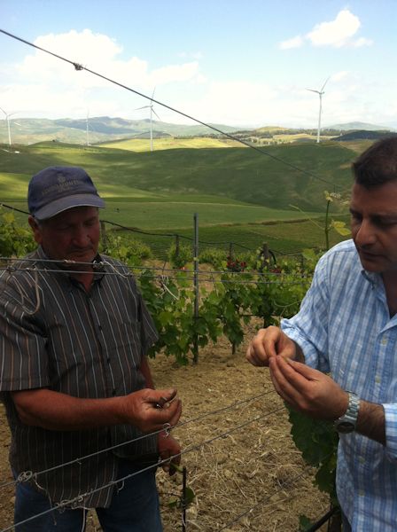 Grafting at Feudo Montoni