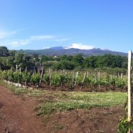 Mount Etna from vineyards
