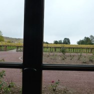 Domaine Weinbach Faller - view of Clos des Capucin