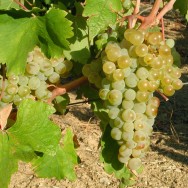 Timorasso © Paul Balke 2014