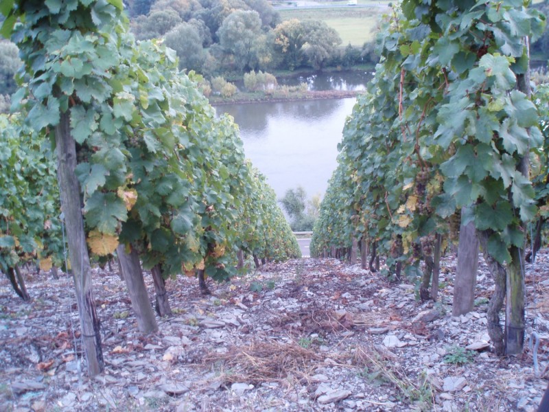 Geisenheim vineyards