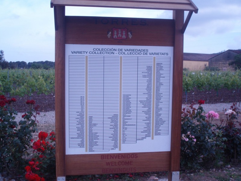 Grape varieties planted in the Torres vineyards