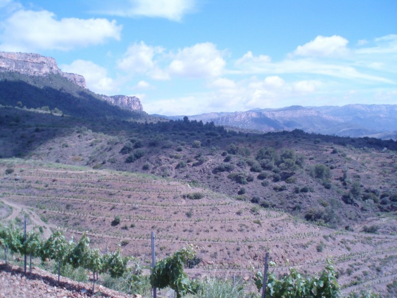 Torres vineyards