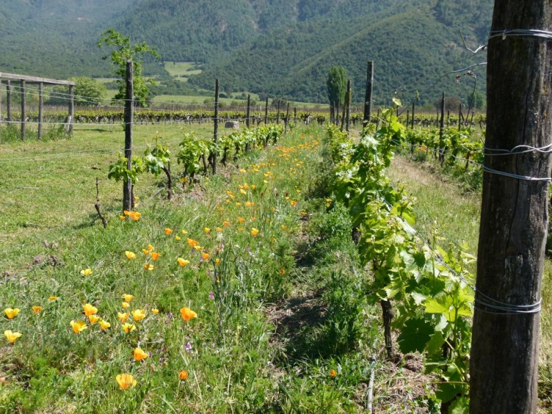 Cover crops in between vines.
