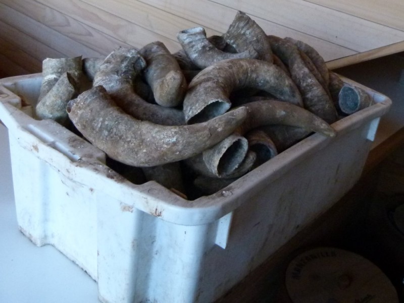 Cow horns, used for bio-dynamic preparations.
