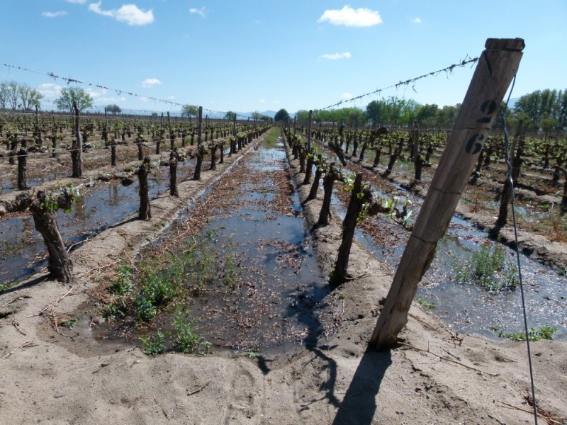 Flood irrigation