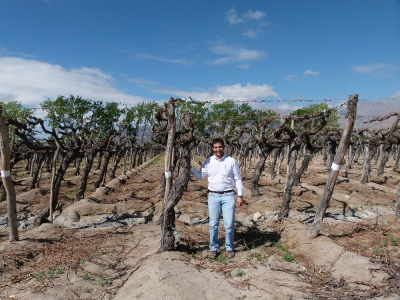 Pergola Training in the Urquiza vineyard