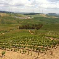 Feudo Montoni (Vrucara vineyard to the left)