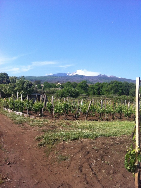 Mount Etna from vineyards
