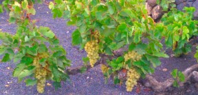Vines against black soil