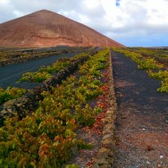 Lanzarote vineyard