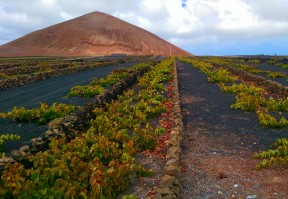 Lanzarote vineyard